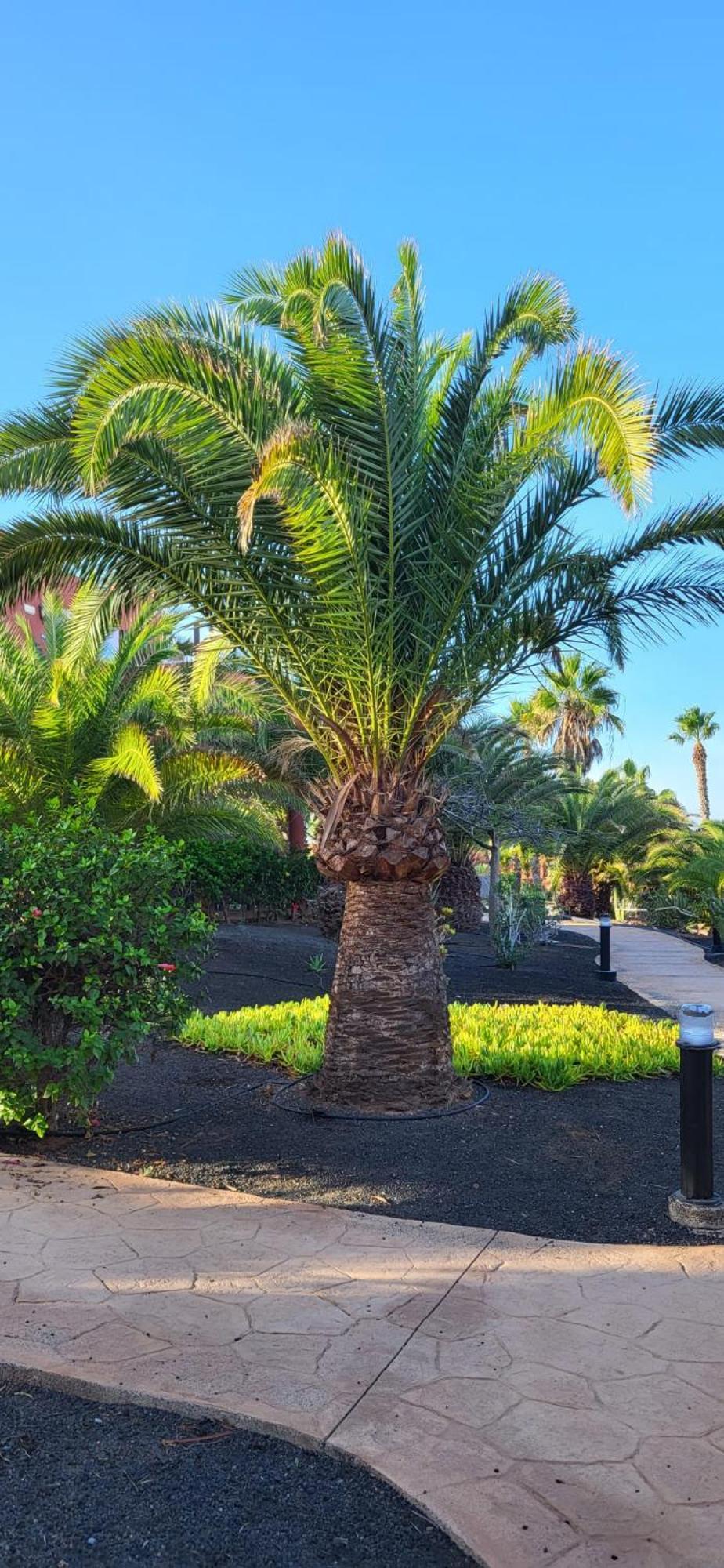 Casa Catherine Oasis Tamarindo Corralejo